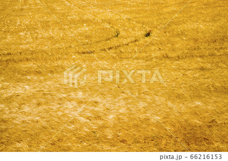 barley for food 66216153