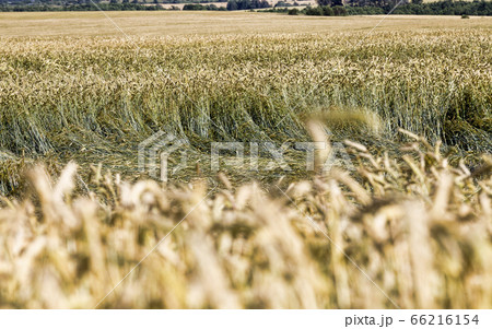 Golden-colored cereals Golden-colored cereals 66216154