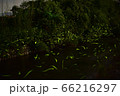 蛍の乱舞 66216297
