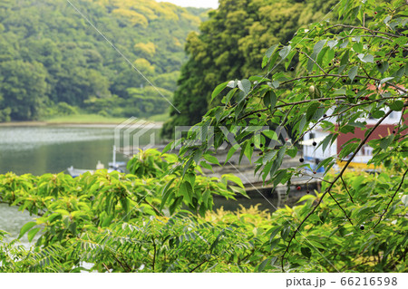 入江(初夏) 入江(初夏) 66216598