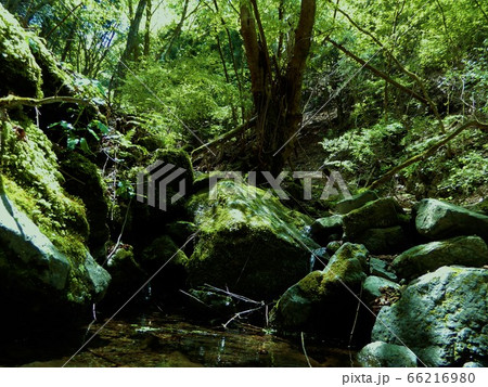 高畑山の沢 高畑山の沢 66216980