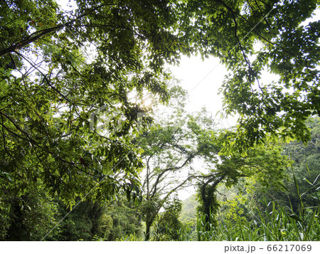 湿原（初夏） 66217069