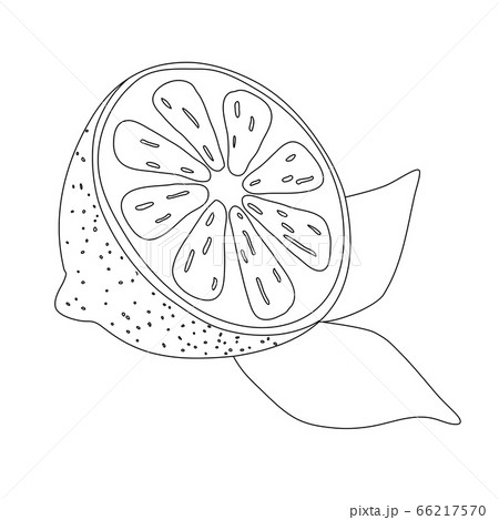 Hand drawn half of lemon with a leaf, cartoon Hand drawn half of lemon with a leaf, cartoon 66217570