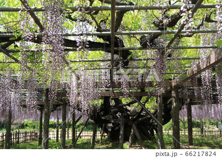 玉敷公園のフジ 66217824