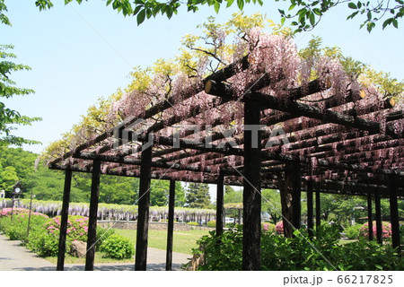 玉敷公園のフジ 66217825