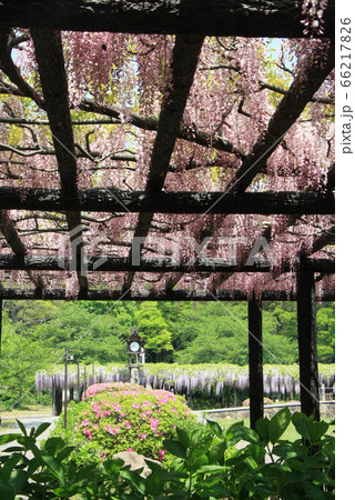 玉敷公園のフジ 玉敷公園のフジ 66217826