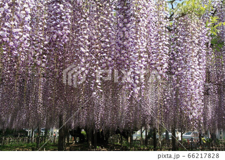 玉敷公園のフジ 玉敷公園のフジ 66217828