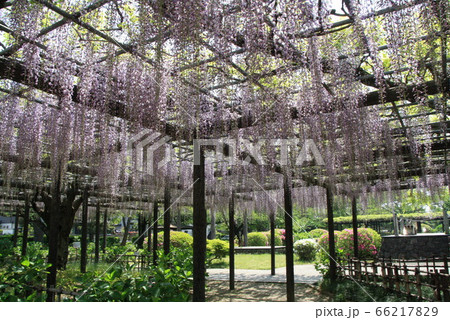 玉敷公園のフジ 玉敷公園のフジ 66217829