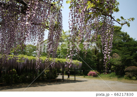玉敷公園のフジ 66217830
