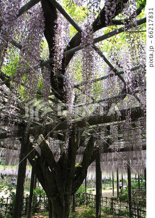 玉敷公園のフジ 玉敷公園のフジ 66217831