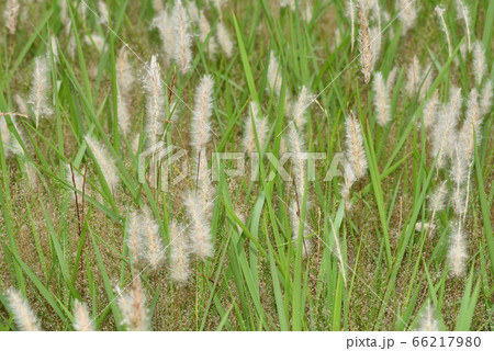 一面、チガヤの穂 66217980