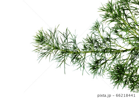 ハママーチ（リュウキュウヨモギ） 66218441