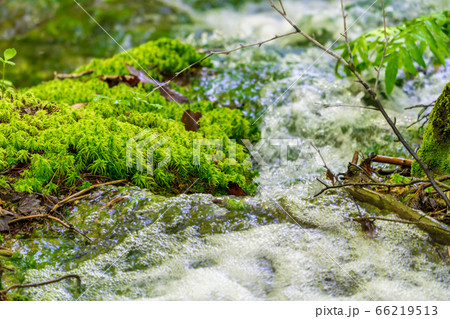 五色沼自然探勝路の新緑風景 青沼に流れる小川 福島県北塩原村 五色沼自然探勝路の新緑風景 青沼に流れる小川 福島県北塩原村 66219513
