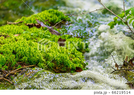 五色沼自然探勝路の新緑風景 青沼に流れる小川 福島県北塩原村 五色沼自然探勝路の新緑風景 青沼に流れる小川 福島県北塩原村 66219514