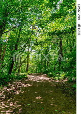 五色沼自然探勝路の新緑風景　福島県北塩原村 66219584