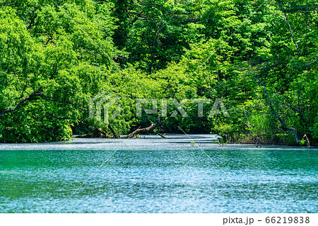 初夏の毘沙門沼（五色沼）の風景　新緑と湖面　福島県北塩原村 66219838
