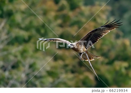 ヘビをつかんで飛ぶ鳶の飛翔シーン 66219934