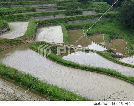 田植えされた初夏の棚田 田植えされた初夏の棚田 66219944