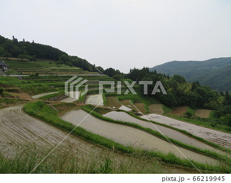 田植えされた初夏の棚田 田植えされた初夏の棚田 66219945
