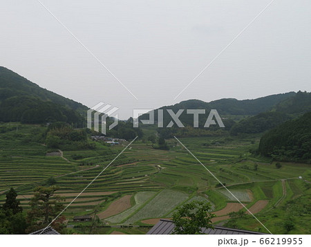 田植えされた初夏の棚田 田植えされた初夏の棚田 66219955