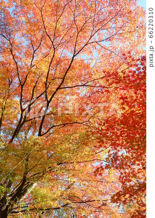 もみじの紅葉 伊豆 大仁 雄飛滝付近 もみじの紅葉 伊豆 大仁 雄飛滝付近 66220310