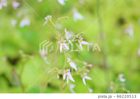 ユキノシタの花 ユキノシタの花 66220513