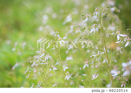 ユキノシタの花 66220514
