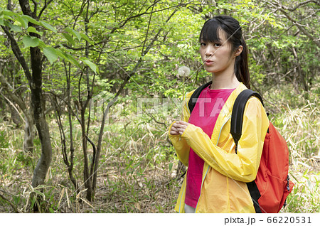 栃木県那須の遊歩道でタンポポを吹く女性 栃木県那須の遊歩道でタンポポを吹く女性 66220531