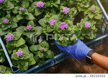 Hand in glove and smart watch pulls out pot of flower from box Hand in glove and smart watch pulls out pot of flower from box 66220564