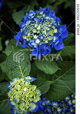 紫陽花満開 紫陽花満開 66220646