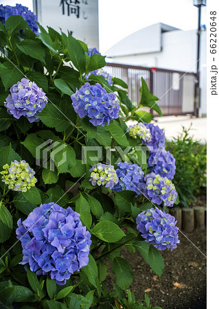 紫陽花満開 紫陽花満開 66220648