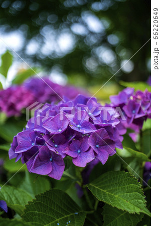 紫陽花満開 紫陽花満開 66220649