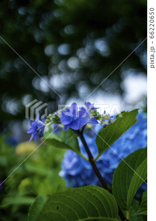 紫陽花満開 紫陽花満開 66220650