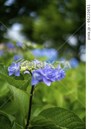 紫陽花満開 紫陽花満開 66220651