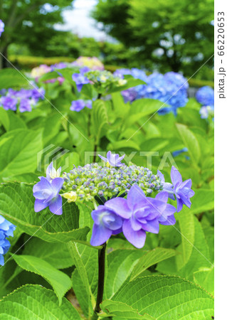 紫陽花満開 紫陽花満開 66220653