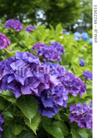 紫陽花満開 紫陽花満開 66220655