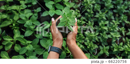 Gardening and flowers. Hands of african american girl with smartwatch holds sprout in organic soil in pot 66220756