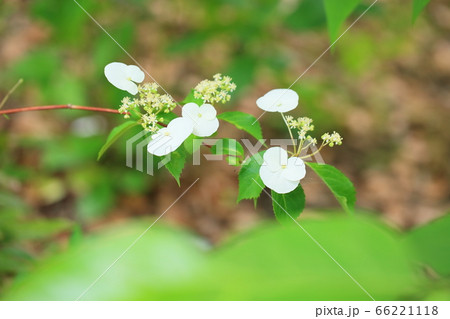 コガクウツギの花　満月 66221118