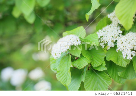 ガマズミの花 ガマズミの花 66221411