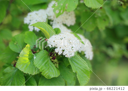 ガマズミの花 66221412