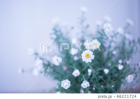 ナチュラルな花 66221724