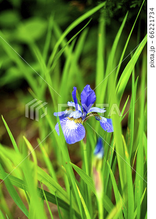 花ショウブ 66221734