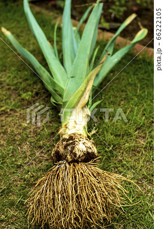 ニンニクの採れたて ニンニクの採れたて 66222105