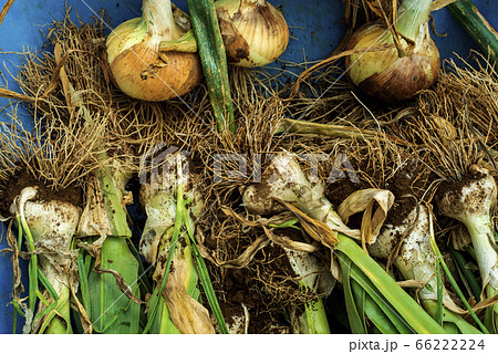 家庭菜園 家庭菜園 66222224