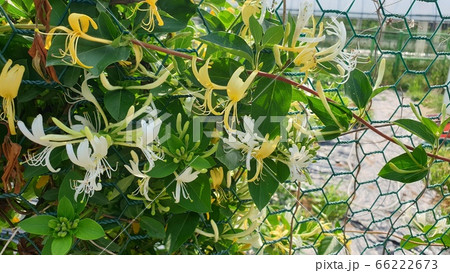 花びら 自然 屋外 66222673