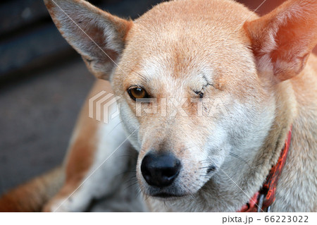 Orange brown color of dog, one eyeless and sew close. Laying down on the concrete floor in the morning. it is a domesticated carnivorous mammal disabled. Orange brown color of dog, one eyeless and sew close. Laying down on the concrete floor in the morning. it is a domesticated carnivorous mammal disabled. 66223022