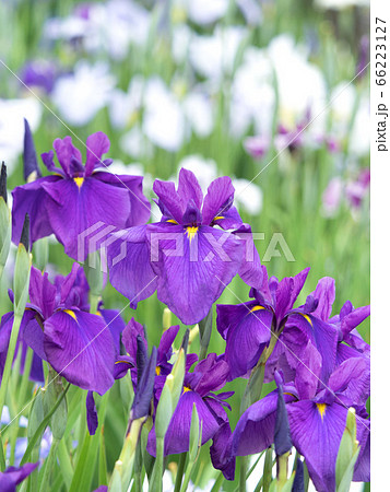 満開の菖蒲園 満開の菖蒲園 66223127