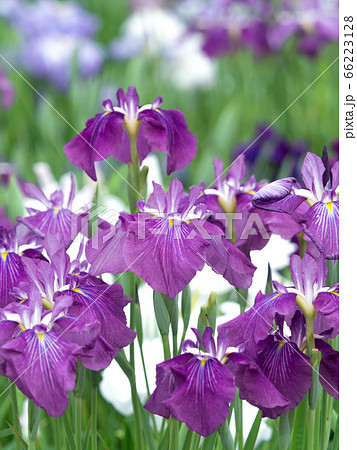 満開の菖蒲園 満開の菖蒲園 66223128