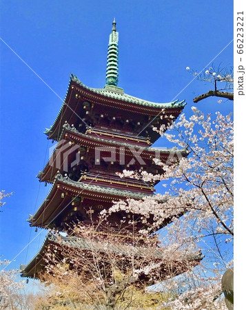 春の上野東照宮 66223221