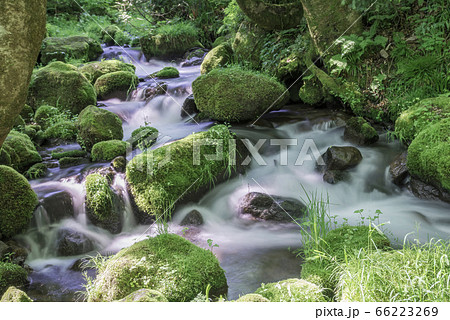 新緑の美しい木谷沢渓流(奥大山・鳥取県) 新緑の美しい木谷沢渓流(奥大山・鳥取県) 66223269